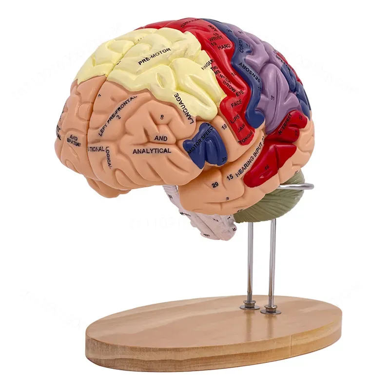 Medical Lab And Science - 2X Zoom Deluxe Brain Model Anatomy