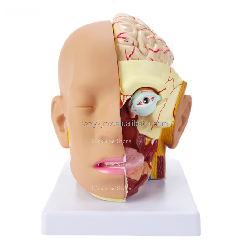 Medical Lab And Science - Medical Science Resource Human Head Anatomy