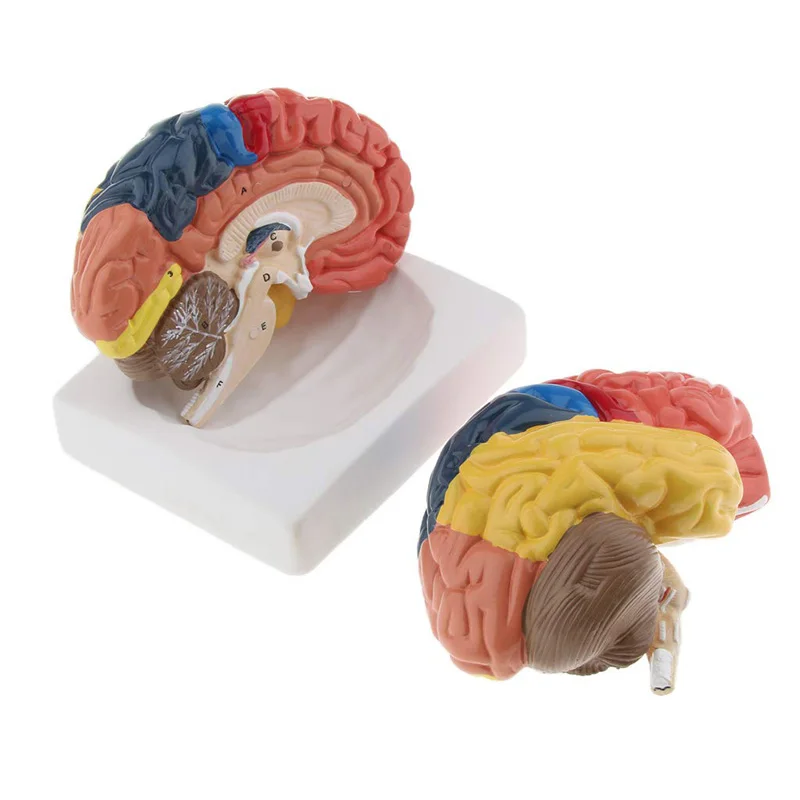 Life Size Anatomical Human Bra - огляд і ціна Medical Lab And Science