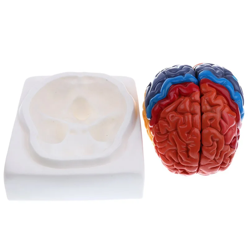 Life Size Anatomical Human Bra - огляд і ціна Medical Lab And Science