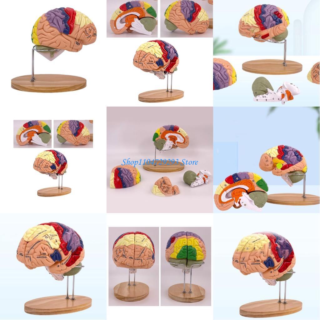 Y2GD Anatomical Human Model fo - огляд і ціна Medical Lab And Science