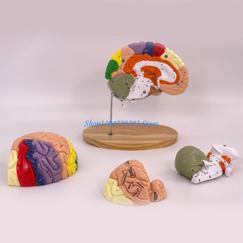 Y2GD Anatomical Human Model fo - огляд і ціна Medical Lab And Science