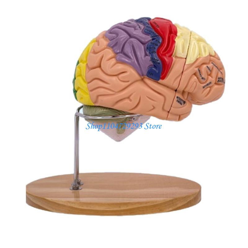 Y2GD Anatomical Human Model fo - огляд і ціна Medical Lab And Science