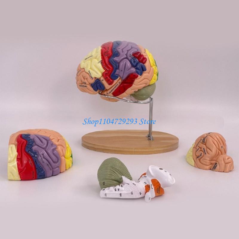 Y2GD Anatomical Human Model fo - огляд і ціна Medical Lab And Science