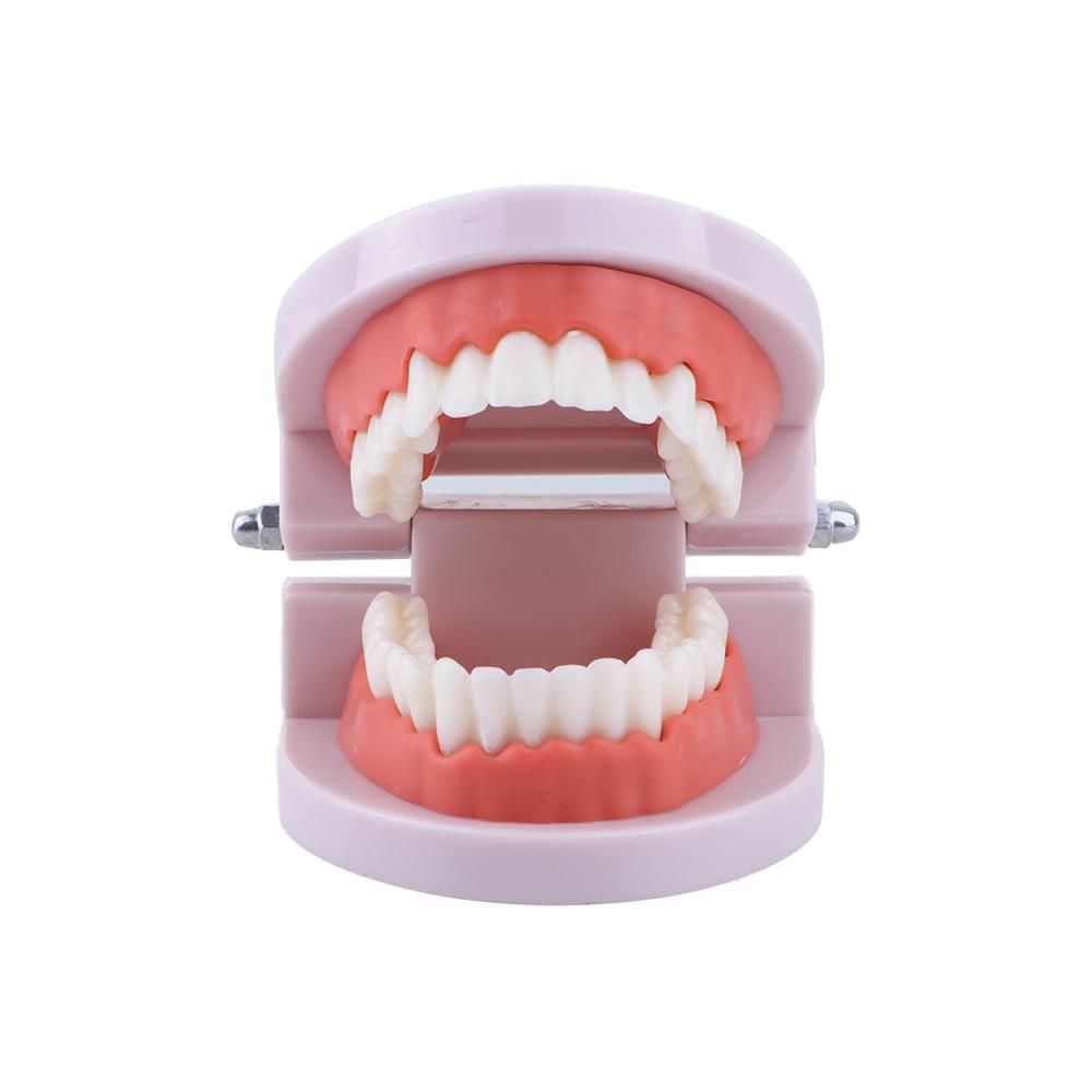 Lab Adult Study Typodont Demon - огляд і ціна Medical Lab And Science