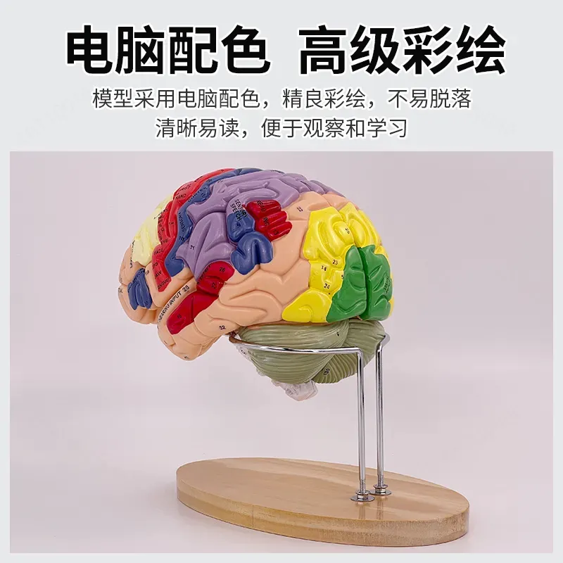 2X Zoom Deluxe Brain Model Ana - огляд і ціна Medical Lab And Science