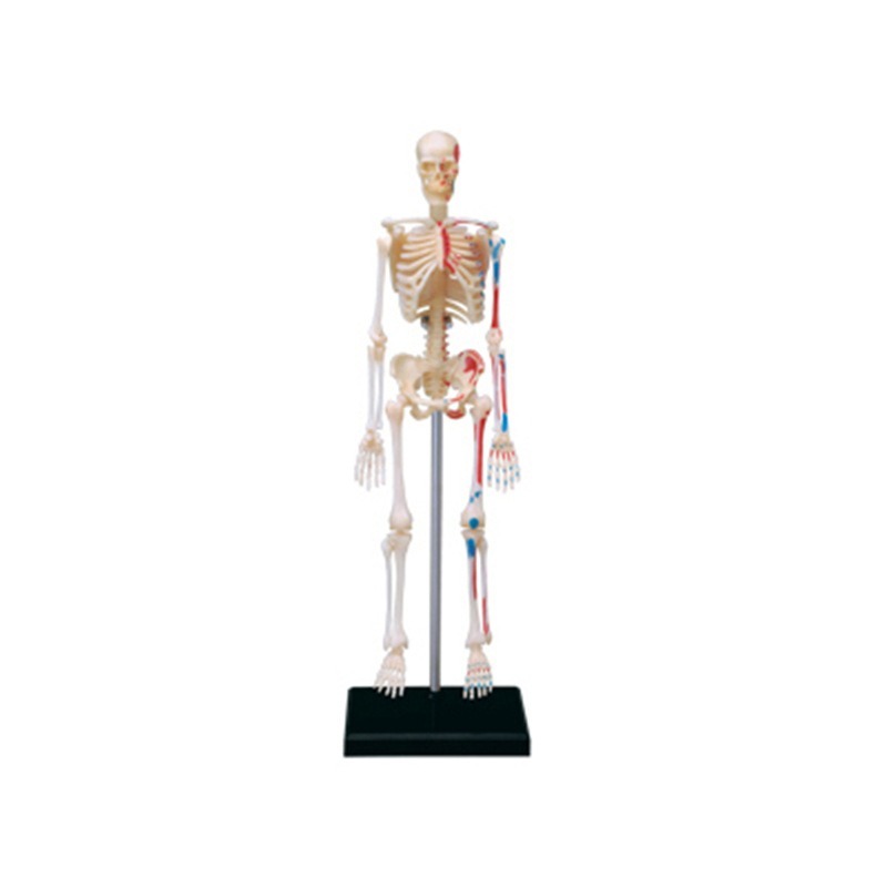 4D Master Human Skeleton Anato - огляд і ціна Medical Lab And Science