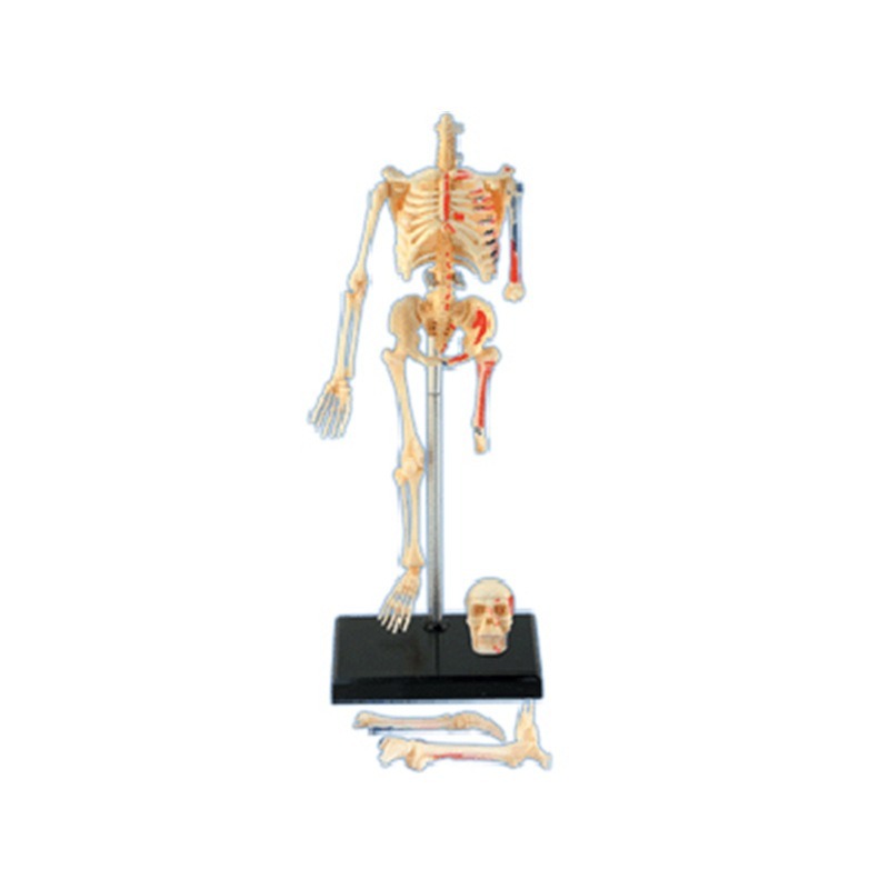4D Master Human Skeleton Anato - огляд і ціна Medical Lab And Science