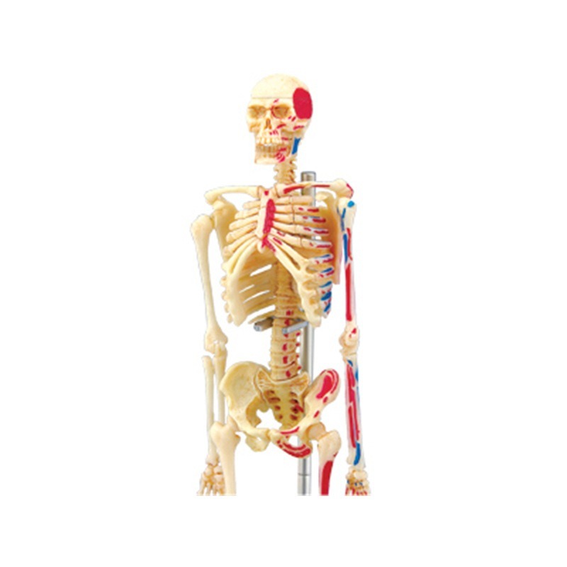 4D Master Human Skeleton Anato - огляд і ціна Medical Lab And Science